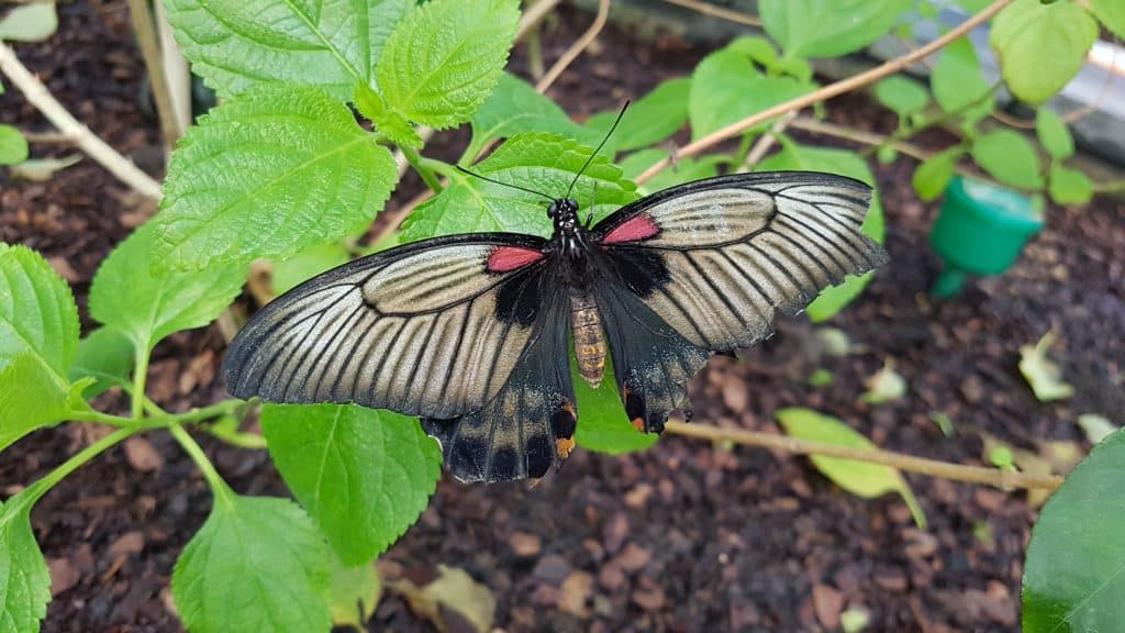 Butterfly House - National Botanic Garden of Wales