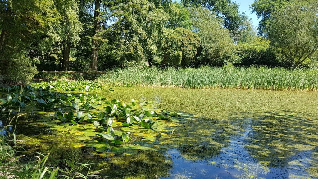Llanerchaeron Pond