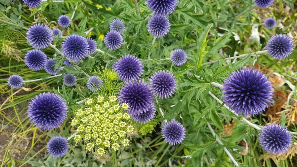 Aberglasney Gardens Flowers