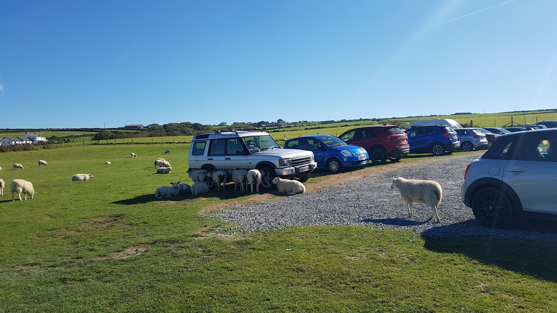Mwnt Carpark with Sheep