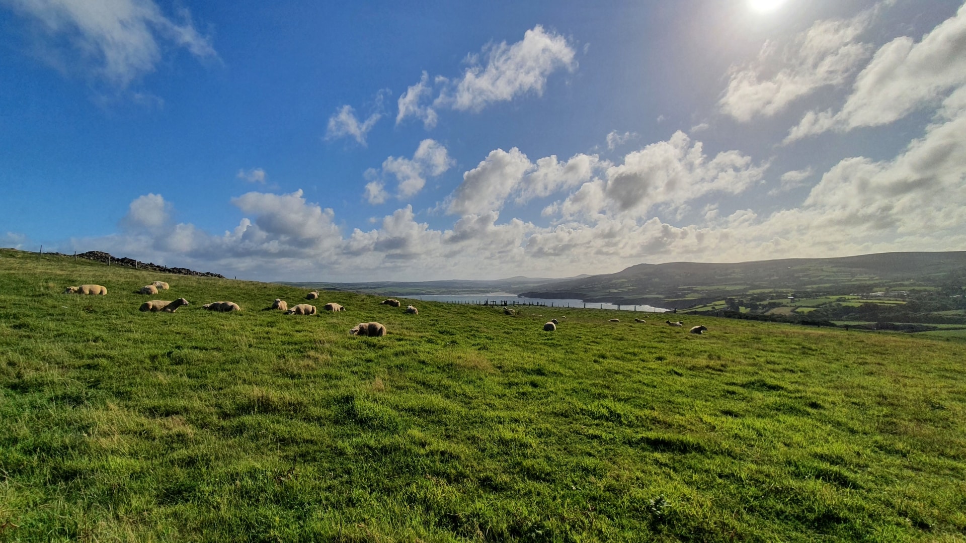 Dinas Head Coastal Walk - Sleeping Sheep